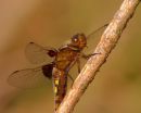 Female_Broad-bodied_Chaser